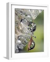 Close-up of Water Droplets on Dandelion Seed, San Diego, California, USA-Christopher Talbot Frank-Framed Photographic Print