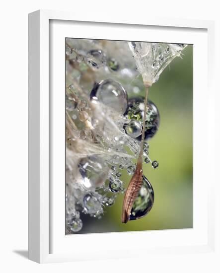 Close-up of Water Droplets on Dandelion Seed, San Diego, California, USA-Christopher Talbot Frank-Framed Photographic Print