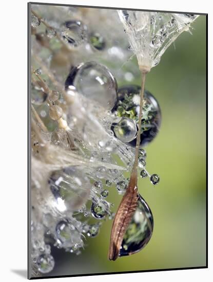 Close-up of Water Droplets on Dandelion Seed, San Diego, California, USA-Christopher Talbot Frank-Mounted Photographic Print