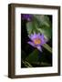 Close-Up of Water Lily Flower, Moorea, Tahiti, French Polynesia-null-Framed Photographic Print