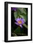 Close-Up of Water Lily Flower, Moorea, Tahiti, French Polynesia-null-Framed Photographic Print