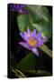 Close-Up of Water Lily Flower, Moorea, Tahiti, French Polynesia-null-Stretched Canvas