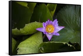 Close-up of Water lily flower, Moorea, Tahiti, French Polynesia-Panoramic Images-Framed Stretched Canvas