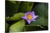 Close-up of Water lily flower, Moorea, Tahiti, French Polynesia-Panoramic Images-Stretched Canvas
