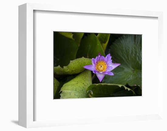 Close-up of Water lily flower, Moorea, Tahiti, French Polynesia-Panoramic Images-Framed Photographic Print