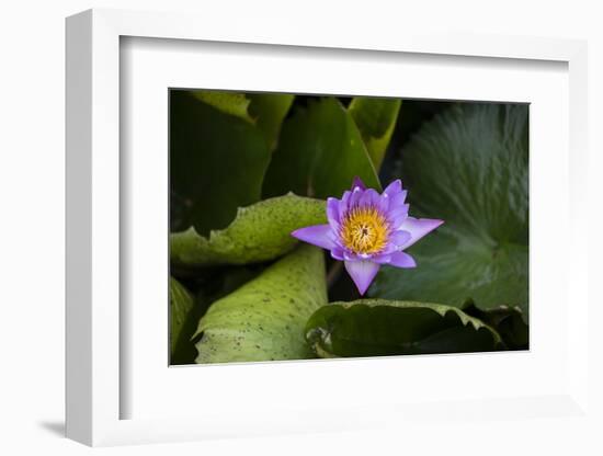 Close-up of Water lily flower, Moorea, Tahiti, French Polynesia-Panoramic Images-Framed Photographic Print