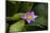 Close-up of Water lily flower, Moorea, Tahiti, French Polynesia-Panoramic Images-Mounted Photographic Print