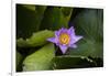 Close-up of Water lily flower, Moorea, Tahiti, French Polynesia-Panoramic Images-Framed Photographic Print