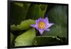 Close-up of Water lily flower, Moorea, Tahiti, French Polynesia-Panoramic Images-Framed Photographic Print