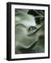 Close-Up of Water Over Rocks, Tennessee, USA-James Hager-Framed Photographic Print