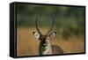 Close-Up of Waterbuck-null-Framed Stretched Canvas