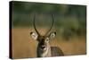 Close-Up of Waterbuck-null-Stretched Canvas