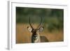 Close-Up of Waterbuck-null-Framed Photographic Print