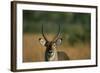 Close-Up of Waterbuck-null-Framed Photographic Print