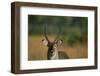 Close-Up of Waterbuck-null-Framed Photographic Print