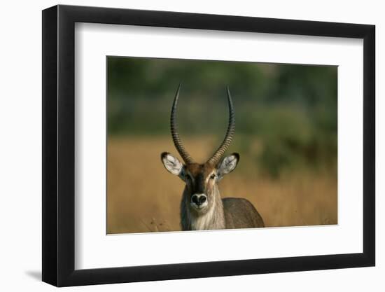 Close-Up of Waterbuck-null-Framed Photographic Print