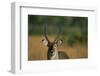 Close-Up of Waterbuck-null-Framed Photographic Print