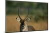 Close-Up of Waterbuck-null-Mounted Photographic Print