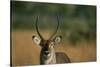 Close-Up of Waterbuck-null-Stretched Canvas