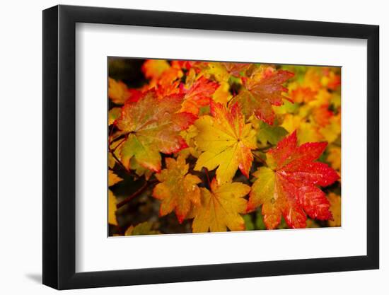 Close-up of wet autumn leaves, Portland, Oregon, USA-Panoramic Images-Framed Photographic Print