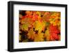 Close-up of wet autumn leaves, Portland, Oregon, USA-Panoramic Images-Framed Photographic Print