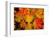 Close-up of wet autumn leaves, Portland, Oregon, USA-Panoramic Images-Framed Photographic Print