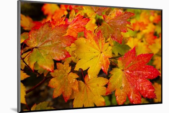 Close-up of wet autumn leaves, Portland, Oregon, USA-Panoramic Images-Mounted Photographic Print