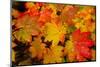 Close-up of wet autumn leaves, Portland, Oregon, USA-Panoramic Images-Mounted Photographic Print