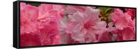 Close-Up of Wet Rhododendron Flowers-null-Framed Stretched Canvas