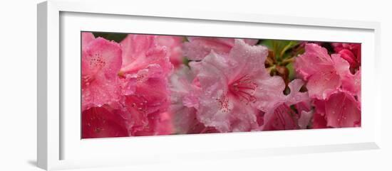 Close-Up of Wet Rhododendron Flowers-null-Framed Photographic Print