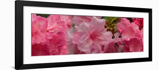 Close-Up of Wet Rhododendron Flowers-null-Framed Photographic Print