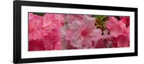 Close-Up of Wet Rhododendron Flowers-null-Framed Photographic Print