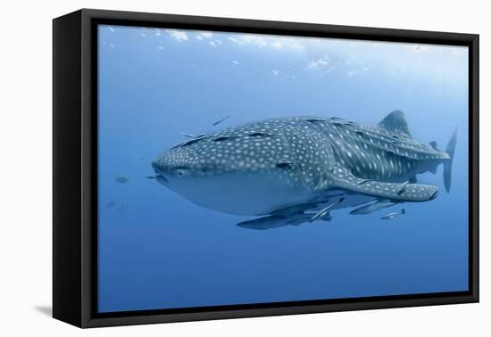 Close-Up of Whale Shark and Remora, Cenderawasih Bay, Papua, Indonesia-Jaynes Gallery-Framed Stretched Canvas