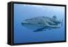 Close-Up of Whale Shark and Remora, Cenderawasih Bay, Papua, Indonesia-Jaynes Gallery-Framed Stretched Canvas
