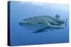 Close-Up of Whale Shark and Remora, Cenderawasih Bay, Papua, Indonesia-Jaynes Gallery-Stretched Canvas