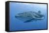 Close-Up of Whale Shark and Remora, Cenderawasih Bay, Papua, Indonesia-Jaynes Gallery-Framed Stretched Canvas