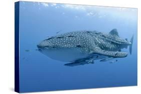 Close-Up of Whale Shark and Remora, Cenderawasih Bay, Papua, Indonesia-Jaynes Gallery-Stretched Canvas