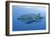 Close-Up of Whale Shark and Remora, Cenderawasih Bay, Papua, Indonesia-Jaynes Gallery-Framed Photographic Print