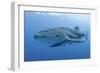 Close-Up of Whale Shark and Remora, Cenderawasih Bay, Papua, Indonesia-Jaynes Gallery-Framed Photographic Print