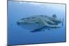 Close-Up of Whale Shark and Remora, Cenderawasih Bay, Papua, Indonesia-Jaynes Gallery-Mounted Photographic Print