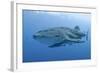 Close-Up of Whale Shark and Remora, Cenderawasih Bay, Papua, Indonesia-Jaynes Gallery-Framed Photographic Print