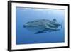 Close-Up of Whale Shark and Remora, Cenderawasih Bay, Papua, Indonesia-Jaynes Gallery-Framed Photographic Print