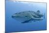 Close-Up of Whale Shark and Remora, Cenderawasih Bay, Papua, Indonesia-Jaynes Gallery-Mounted Photographic Print