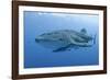 Close-Up of Whale Shark and Remora, Cenderawasih Bay, Papua, Indonesia-Jaynes Gallery-Framed Photographic Print