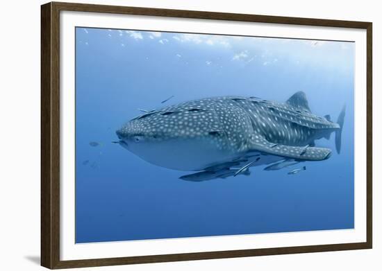 Close-Up of Whale Shark and Remora, Cenderawasih Bay, Papua, Indonesia-Jaynes Gallery-Framed Photographic Print