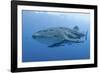 Close-Up of Whale Shark and Remora, Cenderawasih Bay, Papua, Indonesia-Jaynes Gallery-Framed Photographic Print