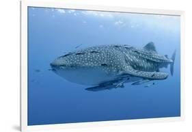 Close-Up of Whale Shark and Remora, Cenderawasih Bay, Papua, Indonesia-Jaynes Gallery-Framed Photographic Print