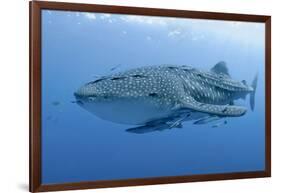 Close-Up of Whale Shark and Remora, Cenderawasih Bay, Papua, Indonesia-Jaynes Gallery-Framed Photographic Print