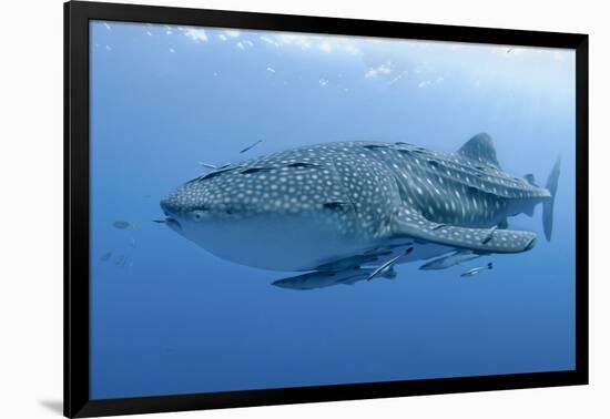 Close-Up of Whale Shark and Remora, Cenderawasih Bay, Papua, Indonesia-Jaynes Gallery-Framed Photographic Print