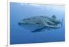 Close-Up of Whale Shark and Remora, Cenderawasih Bay, Papua, Indonesia-Jaynes Gallery-Framed Premium Photographic Print